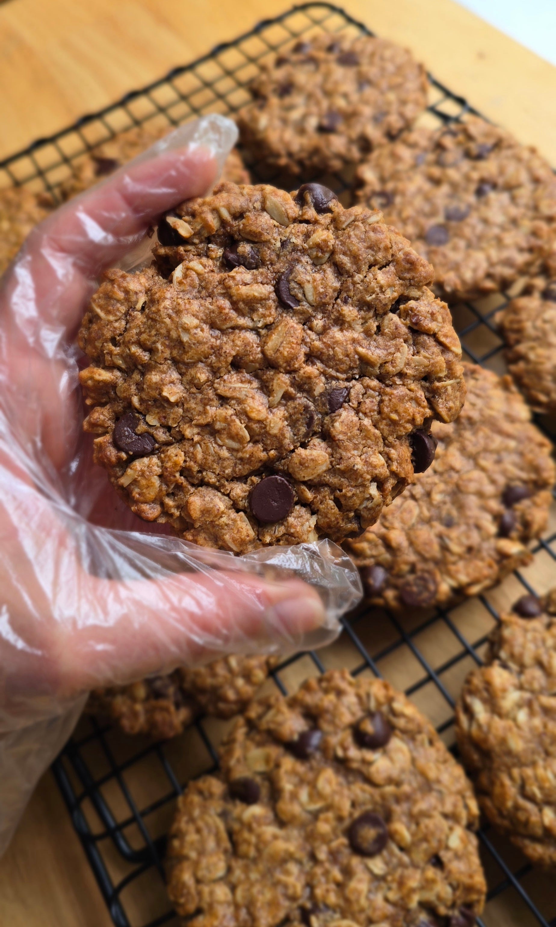 gloved hand holding a peanut butter flavored oatmeal cookie with chocolate chips with additional cookies in the background on a cooling rack 